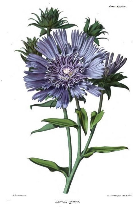 Stokesia cyanea. Revue Horticole, 1863, p. 210
