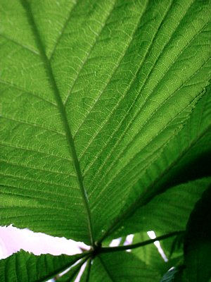 chestnut leaf