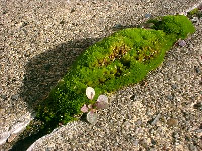 moss