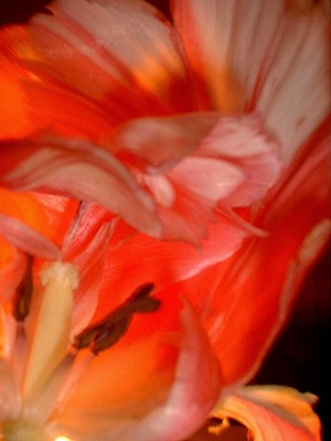 parrot tulip