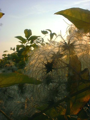 old men's beard (clematis vitalba)